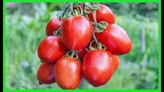 Tomate Para que Sirve Como Planta Medicinal   Solanum lycopersicum