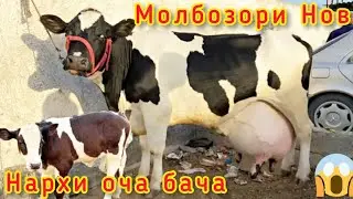 МОЛБОЗОРИ НОВ НАРХИ ОЧА БАЧА 23.01.2022 молбозор нов