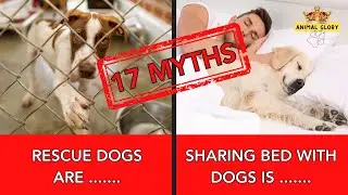 17 Dog Myths - Discover the Truth Behind