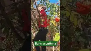 Ваня и рябина.