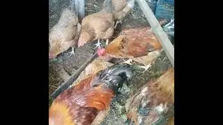 Первая зелень курочкам, строим новые загоны птичке, первые посевы в теплице 🤗🙏🐤🐥🐣🐔🐓.