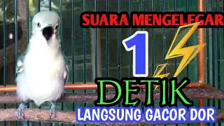 SIRTU SUARA SUPER JERNIH.‼️