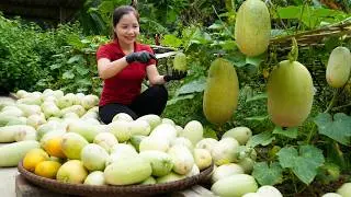Huge Harvest: 1000+ Kg of Sweet Muskmelons | Farm to Market & Refreshing Melon Ice Cream