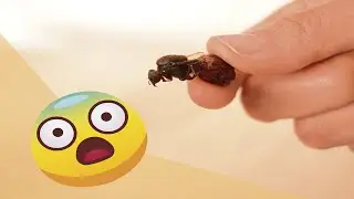 ¡Intento por PRIMERA VEZ una receta con HORMIGAS! 😨