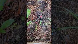 Automatisk bevattning av blommor