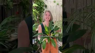 ЦВЕТЫ И КОТЫ / это им можно