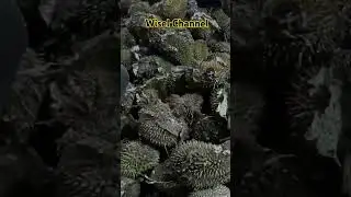 PENJUAL DURIAN SUDAH NGERTI ⁉️TIDAK PERLU DICOBA #shortvideo