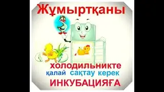 жұмыртқаны қалай сақтау керек- холодильникте
