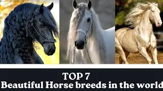 Top 7 Beautiful Horses Breeds in the World