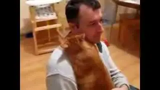 Котячие обнимашки