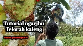 Cara Mengambil Kroto/Telur Semut Merah‼️