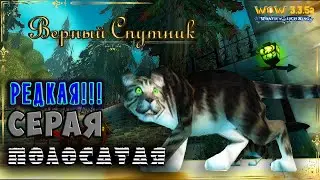 WOW - Серая полосатая кошка - 