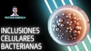 INCLUSIONES CELULARES BACTERIANAS