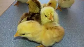 Small cock