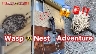 🐝Get Rid of Wasp Nest😱‼️| How I did it😅