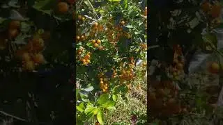 Flowers short videos