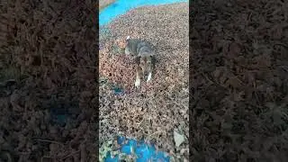 işçi parasından kaçalım dedim kendimiz topluyoruz fındık ama bunlar yiyor bu sefer #sokakköpekleri