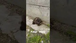 Киця- Мура,де ти була? У хліві я дічь ловила.