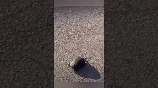 Спасение черепашки 😂😂😂 #смотридоконца #funnypets #ржунемогу