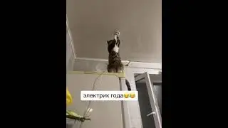 электрик года