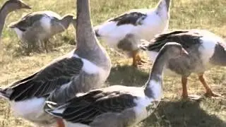 фермерское хозяйство 
