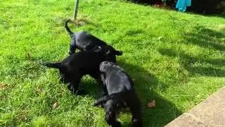 In the garden 3