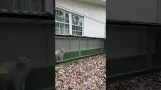 Уська зовёт домой #линаличман #моипитомцы #жизнь