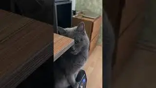 bashful cat 🐈‍⬛