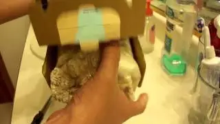 Back to the Roots Mushroom Kit - Day 1
