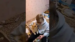 ОСТОРОЖНО!! На 11 секунде Скример😢 1к👍 не дадим корги голодать 🫢 