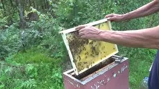 Безрасплодный отводок через 5 дней