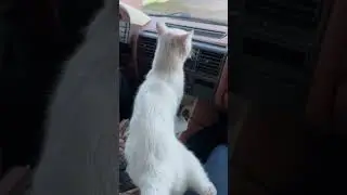 Гоп стоп Иоси…