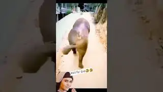 इतना मत हिलाया करो 🤣 🤣#comedy #funny #shortsvideo #viral