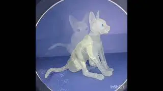 bjd doll sphinx cat 🐈 / шарнирная БЖД кукла кошка сфинкс полупрозрачная матовая