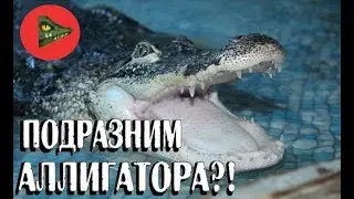 Подразним двухметрового аллигатора?! Загляну в гости к американскому аллигатору!
