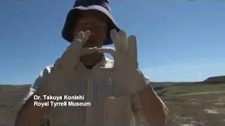 Ammonite Discovery