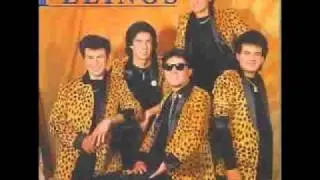 los felinos 