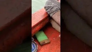 Fishing snapper #shorts #videos