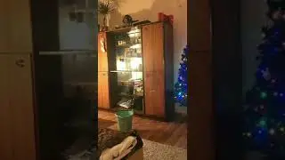Кот прыгнул в ведро с водой