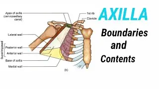 Axilla || Upper limb anatomy || Medcracker || Yubraj Mahara ||