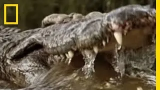 Croc vs. Wildebeest & Gazelle | National Geographic