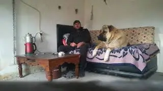 Dev Anadolu çoban alabay kangal köpeği