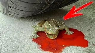 Crushing Crunchy & Soft Things by Car! EXPERIMENT: CRAZY FOG VS CAR - SATISFYING VIDEO 2020