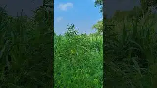 Nature ❤️✨😎#nature #trending #shorts #love #viralvideo #views #foryou #landscape #village