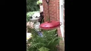 Hummingbird