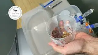 Cleaning Messor structor colony