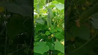 Теплица с огурцами.