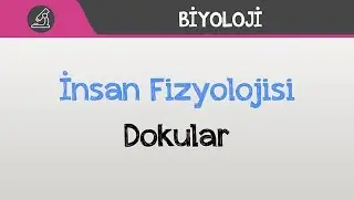 İnsan Fizyolojisi - Dokular