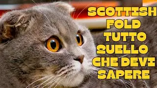 🐾The Scottish Fold cat: everything you need to know! 🐾
