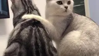 Cat funny